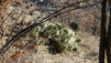 jeur_brule_16_029