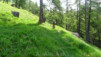larzey_015