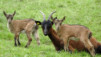 leiggern_17_035