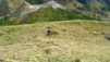 loetschental_14_033