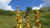 mont-saron_029