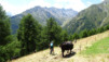 moosalp_15_025