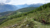 moosalp_18_010