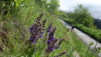 oberu_bachalp_002