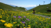 pas_maimbre_18_003