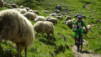 pas_moutons_16e_031