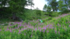 pas_moutons_16e_042