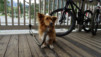 pemberton_017
