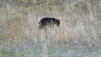 pemberton_027