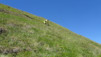 saflisch_17_042