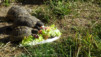 saflischpass_16_001