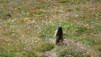 saflischpass_16_016