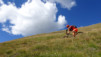 saflischpass_16_043