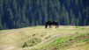 saflischpass_16_051
