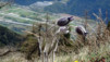 tatz_2015_007