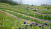 varneralp_15_1_002