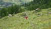 varneralp_17_1_007