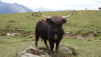 varneralp_17_1_025
