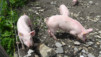 varneralp_19_i_010