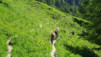 varneralp_2016_1_004