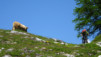 varneralp_2016_1_031