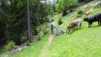 varneralp_20_i_038