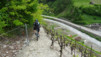 via_francigena_023