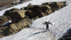 wildstrub_19_009