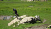 wildstrub_19_034