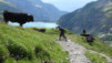 wildstrub_19_037