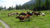 wildstrubelhuette_16_053